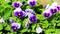 Close-up of some purple pansies Viola , wittrockiana flowers in the garden moving in the wind. large flowers in a flower