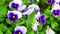 Close-up of some purple pansies Viola , wittrockiana flowers in the garden moving in the wind. large flowers in a flower