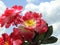 Close-up of some red artificial flowers with yellow carpel on a sunny day