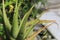 Close up some very beautiful green aloe vera growing in a pot in the open