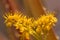 Close-up of some yellow flowers of sedum palmeri