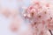 Close-up of Someiyoshino Cherry Blossom Sakura with blur background in spring.