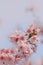 Close-up of Someiyoshino Cherry Blossom Sakura with blur background in spring.