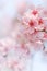 Close-up of Someiyoshino Cherry Blossom Sakura with blur background in spring.