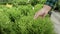 Close up of someone hand touches fir branches with focus on plant