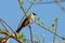 Close-up Sooty-Headed Bulbul Bird Perched on Branch Isolated on Blue Sky