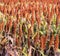 Close up of sorghum in the field.