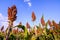 Close up of sorghum in the field.