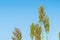 Close up Sorghum in field agent blue sky