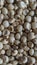 Close up of Sorghum grains stock photos