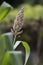 Close up sorghum plant against green blur background