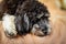 Close up of a soulful black and white cockapoo cavoodle puppy, cockapoos have a sweet nature and are ideal companions