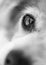 Close up of soulful looking dog`s eye