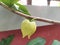 Close up soursop flower on tree, annona muricata