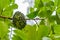 Close up of soursop, guanabana, graviola exotic fruit hanging from tree and covered with ants.