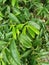 Close up of soursop leaves on tree