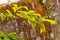 Close up of soursop plant with yellowish green leaves due to disease