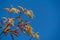 Close-up Sourwood tree Oxydendrum arboreum in red leaves and yellow seeds on blue sky in city Park Krasnodar or Galitsky Park