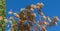 Close-up Sourwood tree Oxydendrum arboreum in red leaves and yellow seeds on blue sky and Cupressus sempervirens