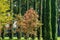 Close-up Sourwood tree Oxydendrum arboreum in red leaves and yellow seeds and group Cupressus sempervirens