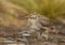 Close up of a south american snipe