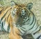 Close-up of South China Tiger