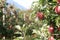 Close-up of South Tyrolean Apples at a tree in Merano, South Tyrol, Italy