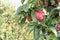 Close-up of South Tyrolean Apples at a tree in Tirol, South Tyrol, Italy