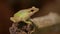 Close up a Southeast asian white-lipped frog, Malayan white-lipped frog Genus Chalcorana or Chalcorana libialis standing on bran