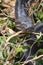 Close-up of a Southern African Rock Python at Kalimba Reptile Farm, Lusaka, Zambia