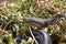 Close-up of a Southern African Rock Python at Kalimba Reptile Farm, Lusaka, Zambia