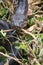 Close-up of a Southern African Rock Python at Kalimba Reptile Farm, Lusaka, Zambia