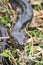 Close-up of a Southern African Rock Python at Kalimba Reptile Farm, Lusaka, Zambia
