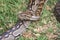 Close-up of a Southern African Rock Python at Kalimba Reptile Farm, Lusaka, Zambia