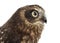 Close-up of Southern boobook (Ninox boobook)