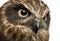 Close-up of a Southern boobook (Ninox boobook)