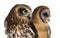 Close-up of a Southern boobook (Ninox boobook) and an Ashy-faced owl (Tyto glaucops) in front of a white background