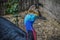 Close Up Of A Southern Cassowary