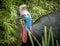 Close up of a southern cassowary