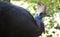 Close-up of a Southern Cassowary (Casuarius casuarius