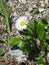 Close up of a southern daisy flower near oeschinensee in kandersteg