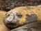 Close up of a Southern Elephant seal