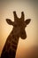 Close-up of southern giraffe head at dusk