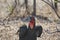 Close up of the southern ground horn bill, a large bird with red face