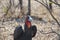 Close up of the southern ground horn bill, a large bird with red face