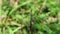 Close up of a southern hawker dragonfly that flies away and landing to the same tip of a little branch