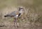 Close up of a southern lapwing