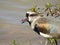 Close-up of a southern lapwing bird singing