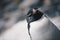 Close up of a Southern Rockhopper Penguin - Eudyptes Chrysocome