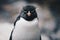 Close up of a Southern Rockhopper Penguin - Eudyptes Chrysocome